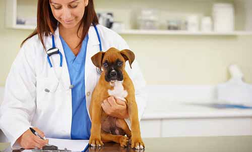 symptoms of concave chest deformity in pups